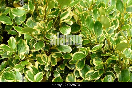 Primo piano del fogliame di Griselinia variegata. Foto Stock