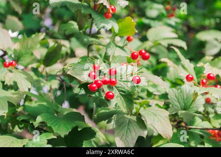 Un gruppo di bacche rosse su un ramo d'albero. Le bacche sono piccole e rotonde e sono raggruppate insieme. L'albero è verde e ha foglie che lo sono Foto Stock