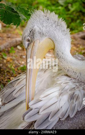 ritratto ravvicinato di una toelettatura pellicana Foto Stock