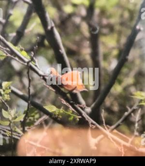 Goatweed Leafwing (Anaea andria) Insecta Foto Stock