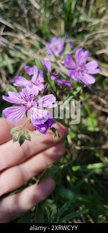 Tuberous Crane's-Bill (Geranium tuberosum) Plantae Foto Stock