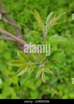 Brillante sumac (Rhus copallinum) Plantae Foto Stock