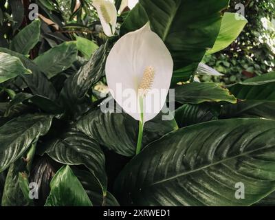 Un fiore bianco si trova al centro di una pianta verde a foglia. Il fiore è il fuoco principale dell'immagine e si distingue sullo sfondo verde. Con Foto Stock