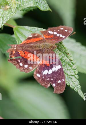 Pavone marrone, pavone scarlatto, pavone rosso, Anartia amathea, Mindo Valley, Ecuador, Sud America Foto Stock