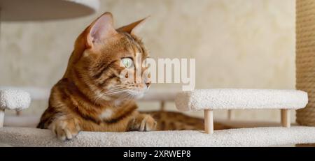 Gatto shorthair del Bengala disteso in un letto d'albero. Mobili per gatti e gatti. Foto Stock