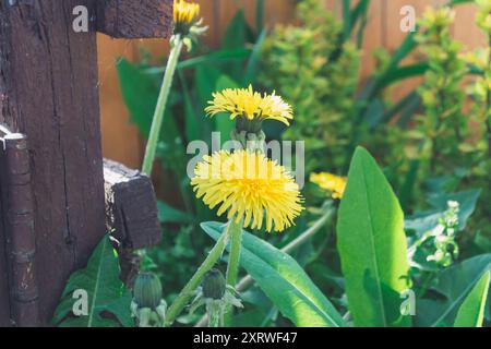 Un fiore giallo è in primo piano su uno sfondo verde. Il fiore è circondato da foglie e steli verdi. L'immagine ha un ambiente tranquillo e rilassante Foto Stock