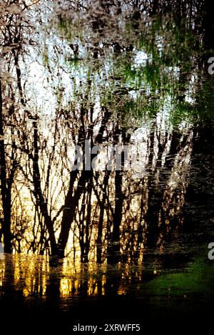 Il tramonto si riflette in una grande pozza d'acqua in un campo durante l'inverno con gli alberi visti nell'acqua increspata in silhouette. Foto Stock