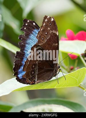 Helenor Blue morpho o Blue morpho comune, Morpho helenor, Butterfly Garden, Mindo, Ecuador, sud America Foto Stock