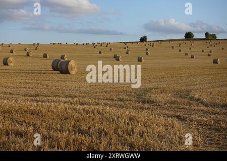 Balle di paglia rotonde in un campo raccolto di recente, Cambridgeshire, Regno Unito Foto Stock