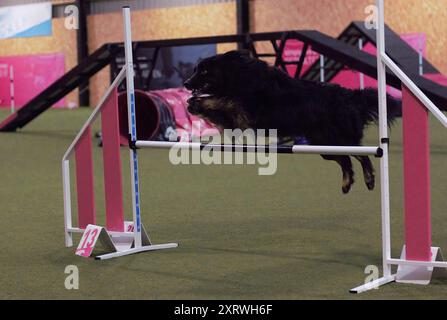 Un cane da pastore Mini-americano adulto, maschio, che salta su un ostacolo in un circuito di agilità al chiuso. Foto Stock