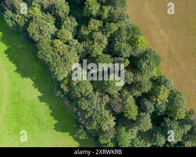 Vista aerea, con droni, di una foresta nelle Cotswolds, Regno Unito. Mettiti al limite del campo di un contadino. Foto Stock