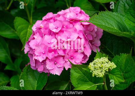 Ortensia con grandi teste di fiori rosa con petali frangiati. Foto Stock