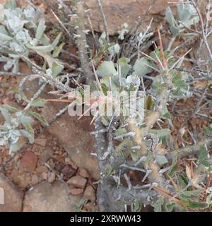 Candela Bushman (Monsonia crassicaulis) Plantae Foto Stock