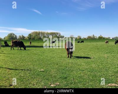 Una mandria di mucche pascolano in un lussureggiante campo verde. Le mucche sono sparse per tutto il campo, con alcune più vicine al primo piano e altre più indietro Foto Stock