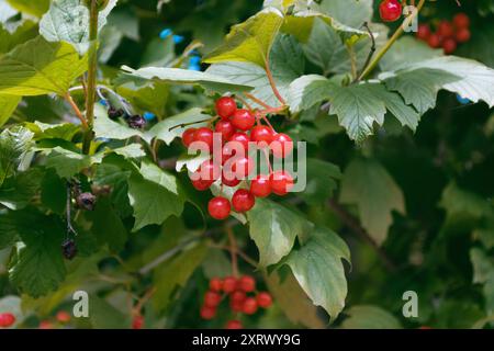 Un gruppo di bacche rosse su un ramo d'albero. Le bacche sono piccole e rotonde e sono raggruppate insieme. L'albero è verde e ha foglie che lo sono Foto Stock