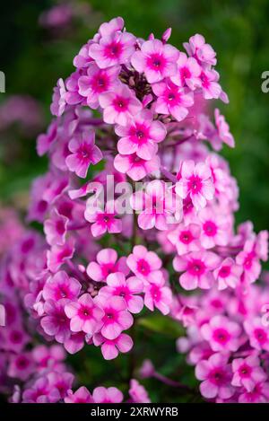 Phlox Paniculata "Miss Pepper". Una perenne resistente con grandi teste di fiori rosa a fine estate. Foto Stock