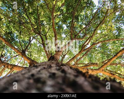 Un albero con un tronco molto spesso e abbondanti foglie. Perfetto per mettere in risalto la forza e la lucentezza della natura. Foto Stock