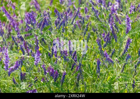 Splendidi fiori viola Vicia villosa in un prato. la veccia pelosa, la veccia da foraggio, la veccia invernale. Fiori selvatici. Foto Stock