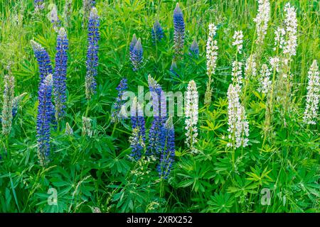 Lupinus perennis, lupino perenne selvatico, lupino selvatico, lupino solare, lupino blu, barbabietola indiana, vecchi cofanetti di cameriera. Una pianta fiorita della famiglia fa Foto Stock