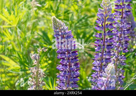 Lupinus perennis, lupino perenne selvatico, lupino selvatico, lupino solare, lupino blu, barbabietola indiana, vecchi cofanetti di cameriera. Una pianta fiorita della famiglia fa Foto Stock