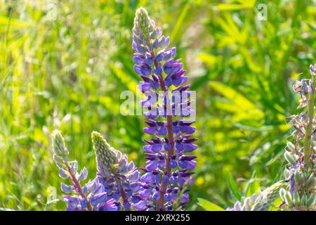 Lupinus perennis, lupino perenne selvatico, lupino selvatico, lupino solare, lupino blu, barbabietola indiana, vecchi cofanetti di cameriera. Una pianta fiorita della famiglia fa Foto Stock