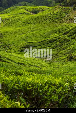 Piantagioni di tè, Pahang, Cameron Highlands, Malesia Foto Stock
