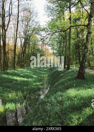 Una foresta con un ruscello che la attraversa. Il torrente è circondato da erba e alberi Foto Stock