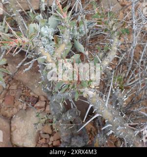 Candela Bushman (Monsonia crassicaulis) Plantae Foto Stock