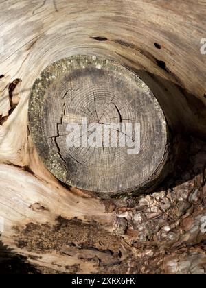 Puoi trovare una bellezza astratta o forme interessanti praticamente ovunque, se solo guardi abbastanza. Queste forme piacevoli e il legno sbiancato sono un primo piano del tronco di un albero abbattuto di Kennington Meadows nell'Oxfordshire, Inghilterra. Così strane e astratte geometrie... Foto Stock