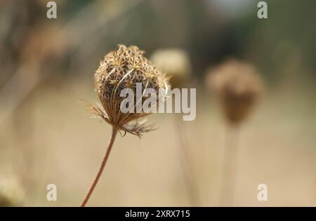 Primo piano di un fiore, carota (Daucus carota) Foto Stock