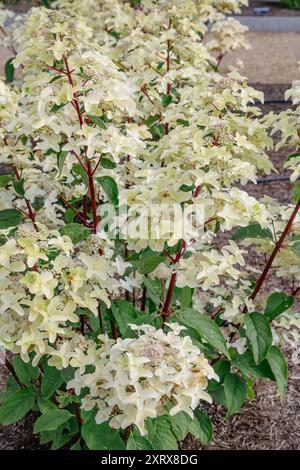 Hydrangea paniculata "Wim's Red" Foto Stock