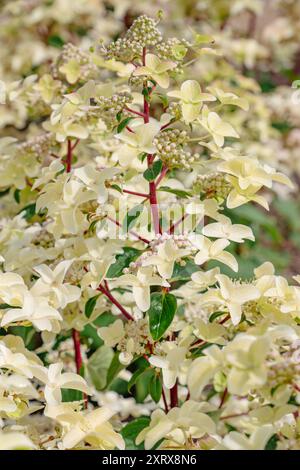 Hydrangea paniculata "Wim's Red" Foto Stock