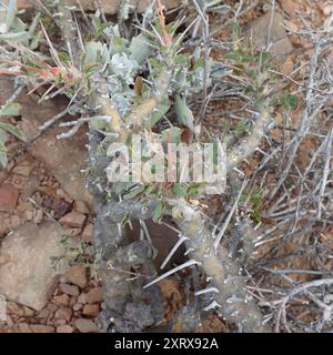 Candela Bushman (Monsonia crassicaulis) Plantae Foto Stock