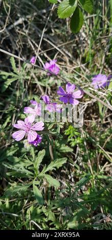 Tuberous Crane's-Bill (Geranium tuberosum) Plantae Foto Stock