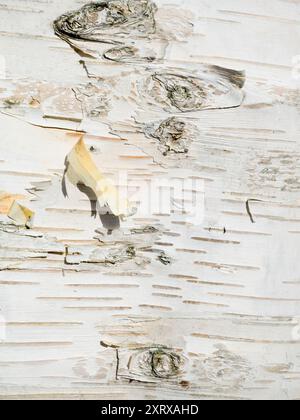 Puoi trovare una bellezza astratta o forme interessanti praticamente ovunque, se solo guardi abbastanza. Queste forme piacevoli sono primi piani della corteccia di un albero di betulla d'argento a Radley Village, Oxfordshire, Inghilterra. Foto Stock