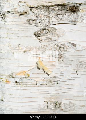 Puoi trovare una bellezza astratta o forme interessanti praticamente ovunque, se solo guardi abbastanza. Queste forme piacevoli sono primi piani della corteccia di un albero di betulla d'argento a Radley Village, Oxfordshire, Inghilterra. Foto Stock