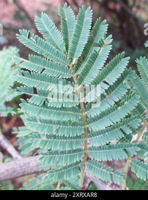 Piangere (Peltophorum africanum) Plantae Foto Stock