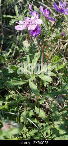 Tuberous Crane's-Bill (Geranium tuberosum) Plantae Foto Stock