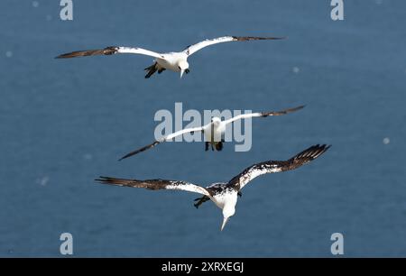 Il Gannet è il più grande degli uccelli marini del Regno Unito. Questi spettacolari uccelli da immersione nidificano in enormi colonie Foto Stock