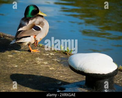 Il Tamigi, vicino Abingdon Lock e a valle del centro città. E' presto di una mattina d'estate, e questo bel ragazzo e' un Mallard, un maschio, ovviamente, come si puo' dire dalla sua iridescente testa blu-verde. Bell'uomo, vero? Foto Stock