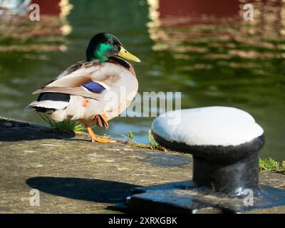 Il Tamigi, vicino Abingdon Lock e a valle del centro città. E' presto di una mattina d'estate, e questo bel ragazzo e' un Mallard, un maschio, ovviamente, come si puo' dire dalla sua iridescente testa blu-verde. Bell'uomo, vero? Foto Stock