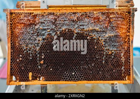 Miele fresco che scorre e gocciola dalle celle a nido d'ape di un Beehive Frame dopo l'apertura e la decapazione Foto Stock