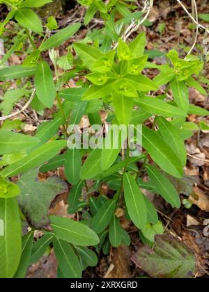 Sweet Spurge (Euphorbia dulcis) Plantae Foto Stock