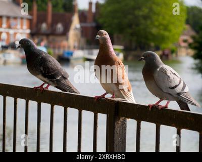 Saint Helen's Wharf è un famoso luogo di bellezza sul Tamigi, appena a monte del ponte medievale di Abingdon-on-Thames. Il molo è stato per secoli un importante collegamento di trasporto e trasporto marittimo sul Tamigi e tra i canali da Oxford e le Midlands. A questi piccioni arroccati non importa. Si stanno solo rilassando. Foto Stock