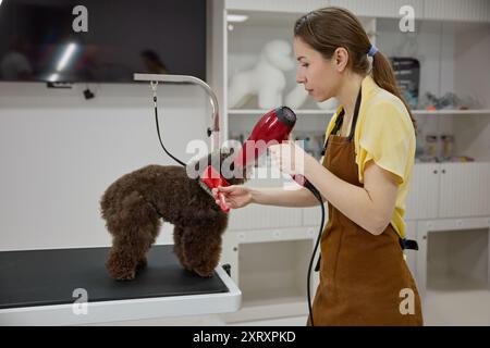 Groom femminile che asciuga la morbida pelliccia di cane purosangue dopo il lavaggio Foto Stock