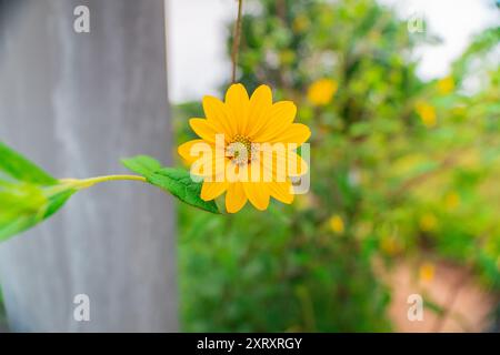 Bellissimo Tournesol giallo messicano conosciuto come albero Mariegold Girasole messicano Girasole giapponesi o Nitobe Chysanthemum Fiori in una sfera Bio Giardino Foto Stock