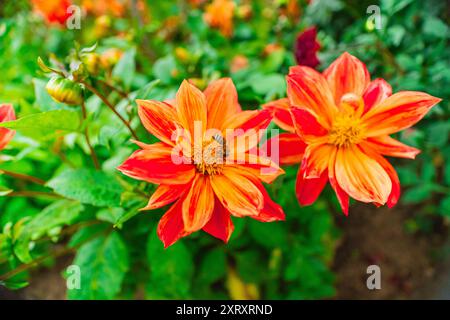 Miele di api che raccolgono Nectar su Fiore di arancia Dahlia Foto Stock