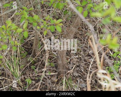 Blackhaw (Viburnum prunifolium) Plantae Foto Stock