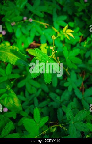 Cespuglio verde noto come Dichrostachys Cinerea nell'ambiente della giungla tropicale Foto Stock