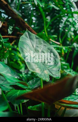 Splendida Coloasia dell'orecchio degli elefanti verdi Foto Stock